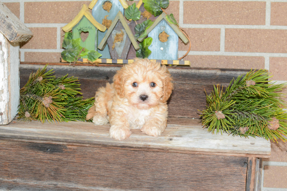 Funny Cavachon Designer Pup