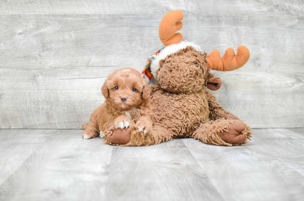 Fluffy Maltipoo Poodle Mix Pup