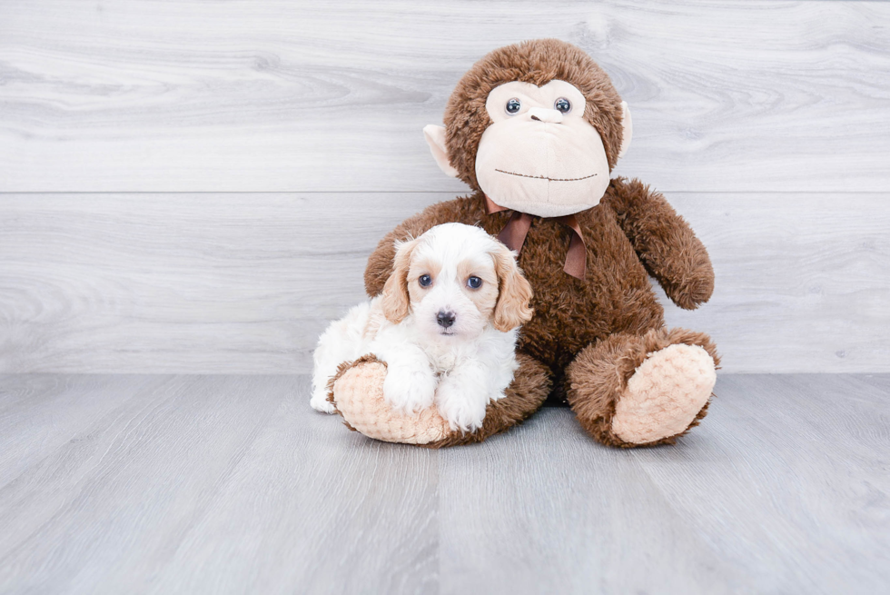 Best Cavapoo Baby