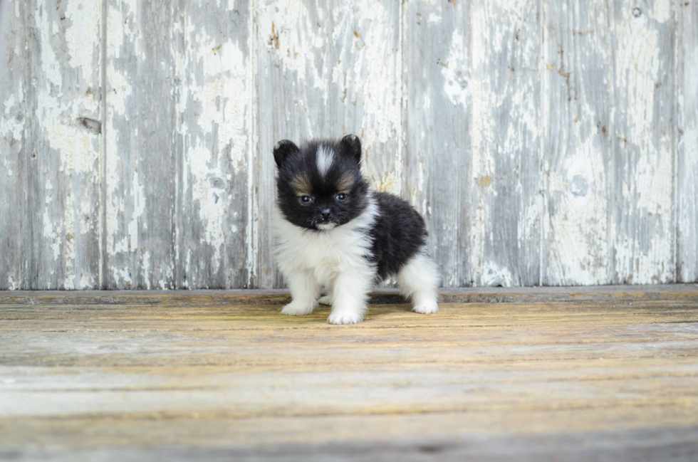 Friendly Pomeranian Baby