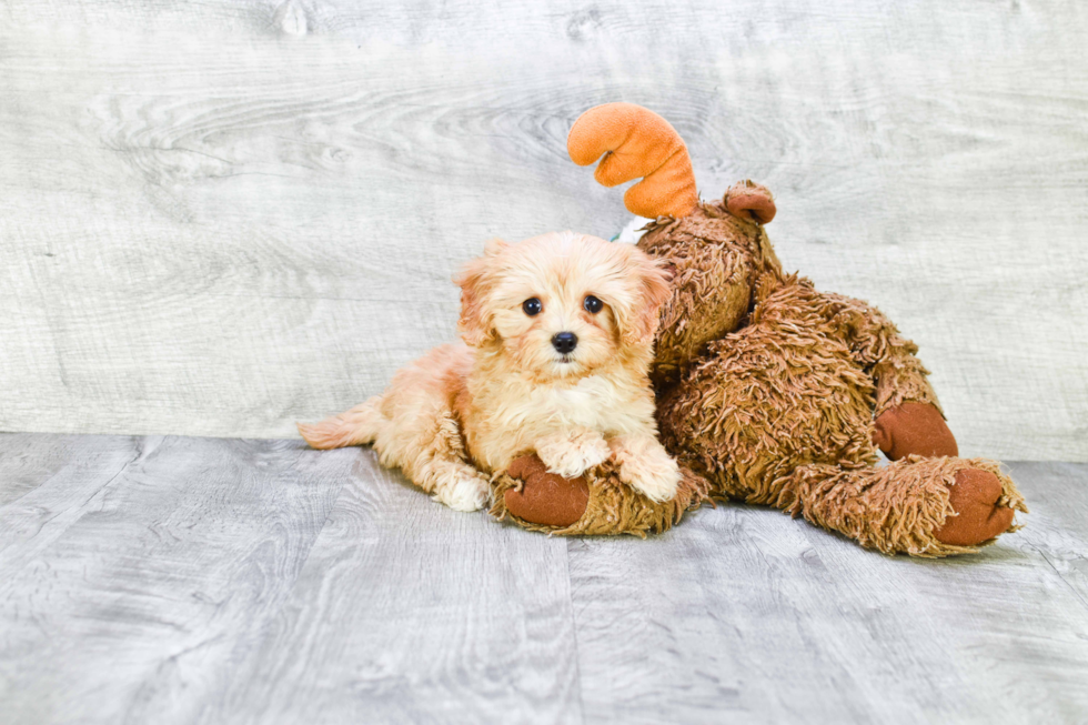 Hypoallergenic Cavoodle Poodle Mix Puppy