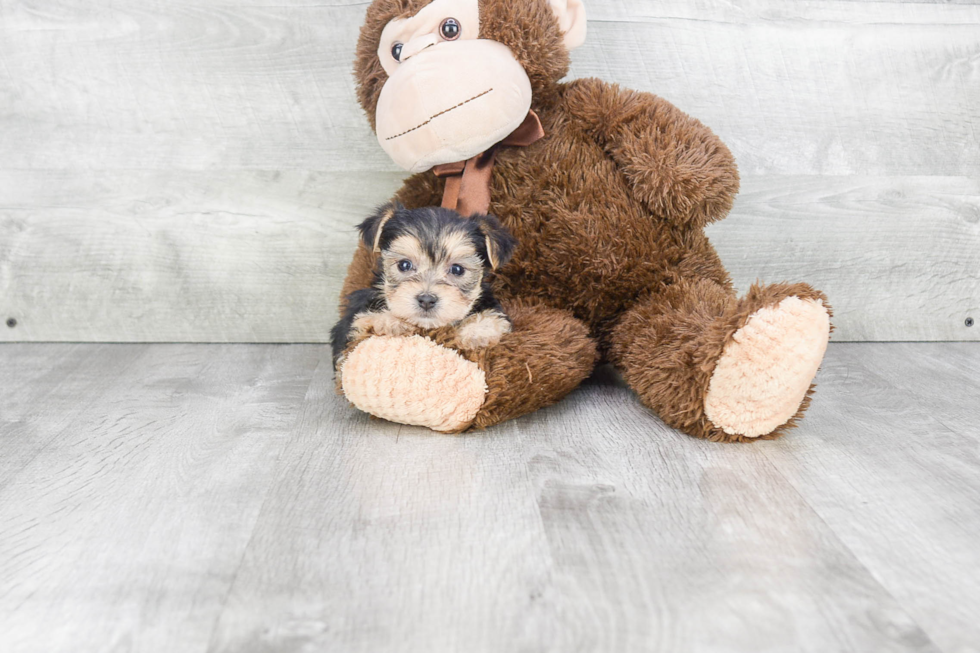 Cute Morkie Baby