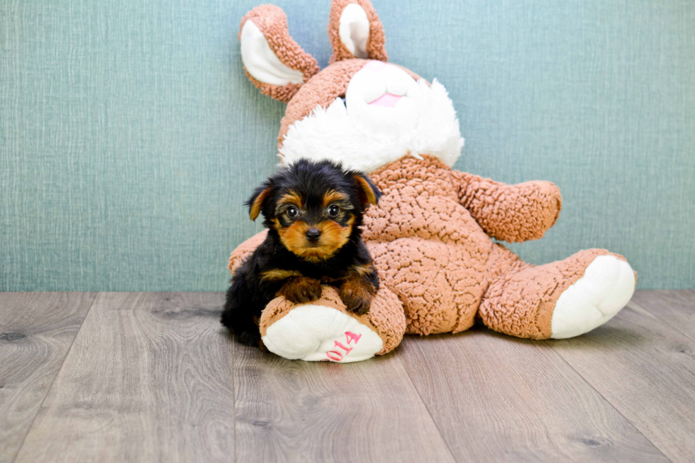 Meet Timmy - our Yorkshire Terrier Puppy Photo 