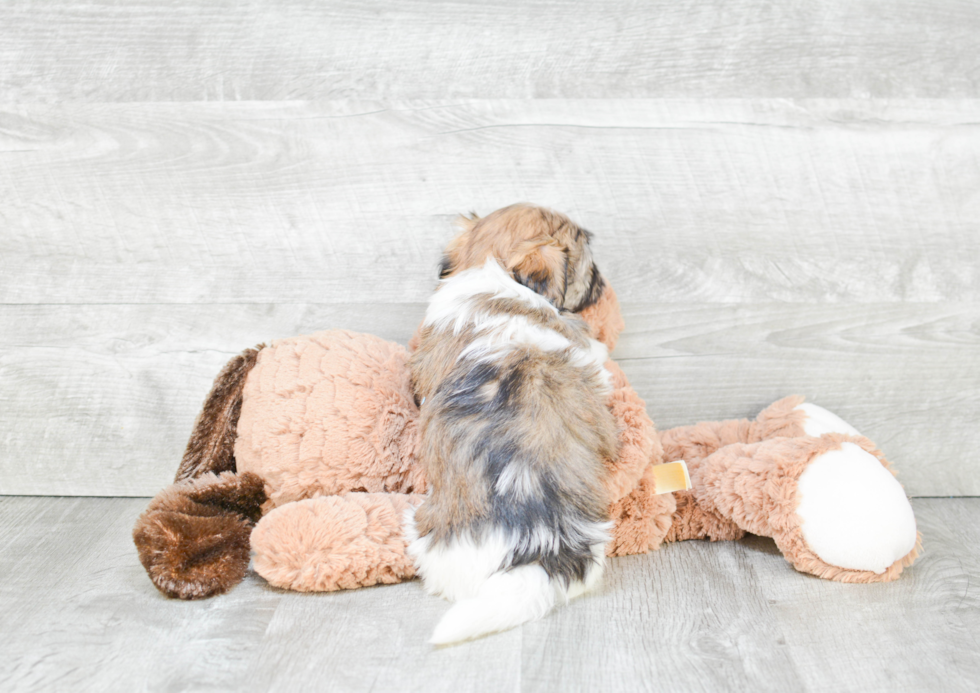 Petite Havanese Purebred Puppy