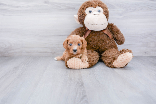 Small Cavapoo Baby