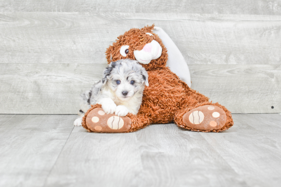 Hypoallergenic Aussiepoo Poodle Mix Puppy