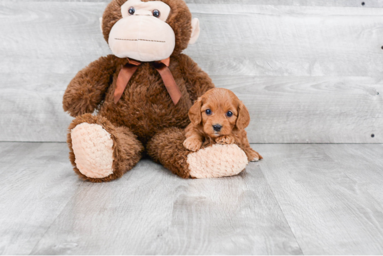 Cavapoo Puppy for Adoption