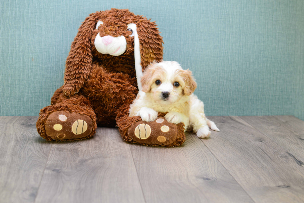 Meet Liz - our Cavachon Puppy Photo 