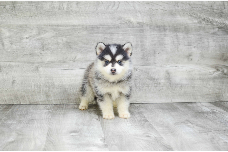 Hypoallergenic Mini Husky Designer Puppy