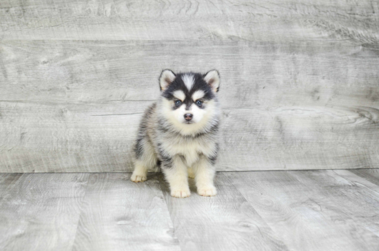 Hypoallergenic Mini Husky Designer Puppy