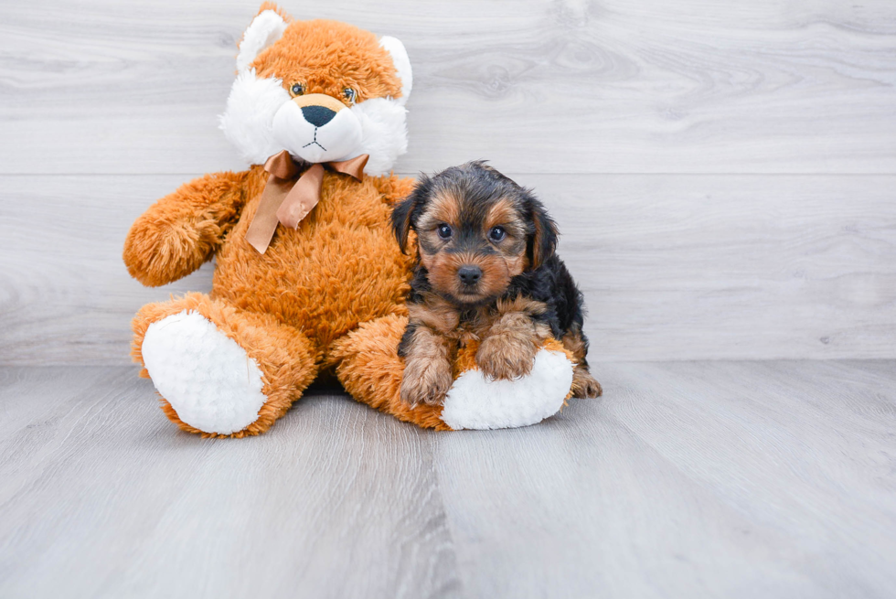 Meet Jenkins - our Yorkshire Terrier Puppy Photo 