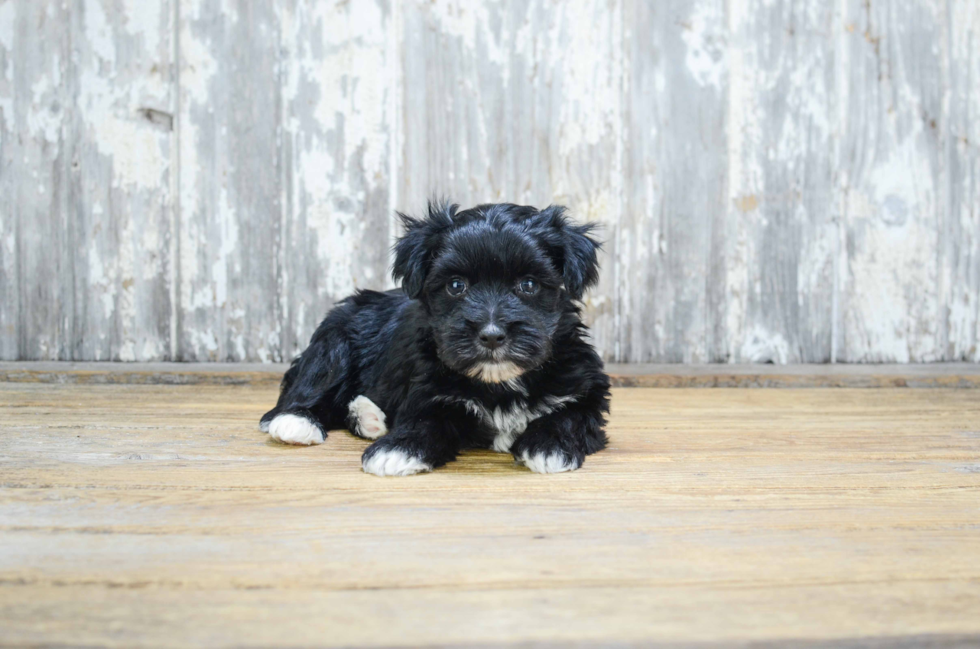 Morkie Puppy for Adoption