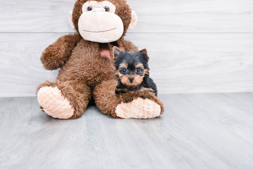 Meet Nugget - our Yorkshire Terrier Puppy Photo 