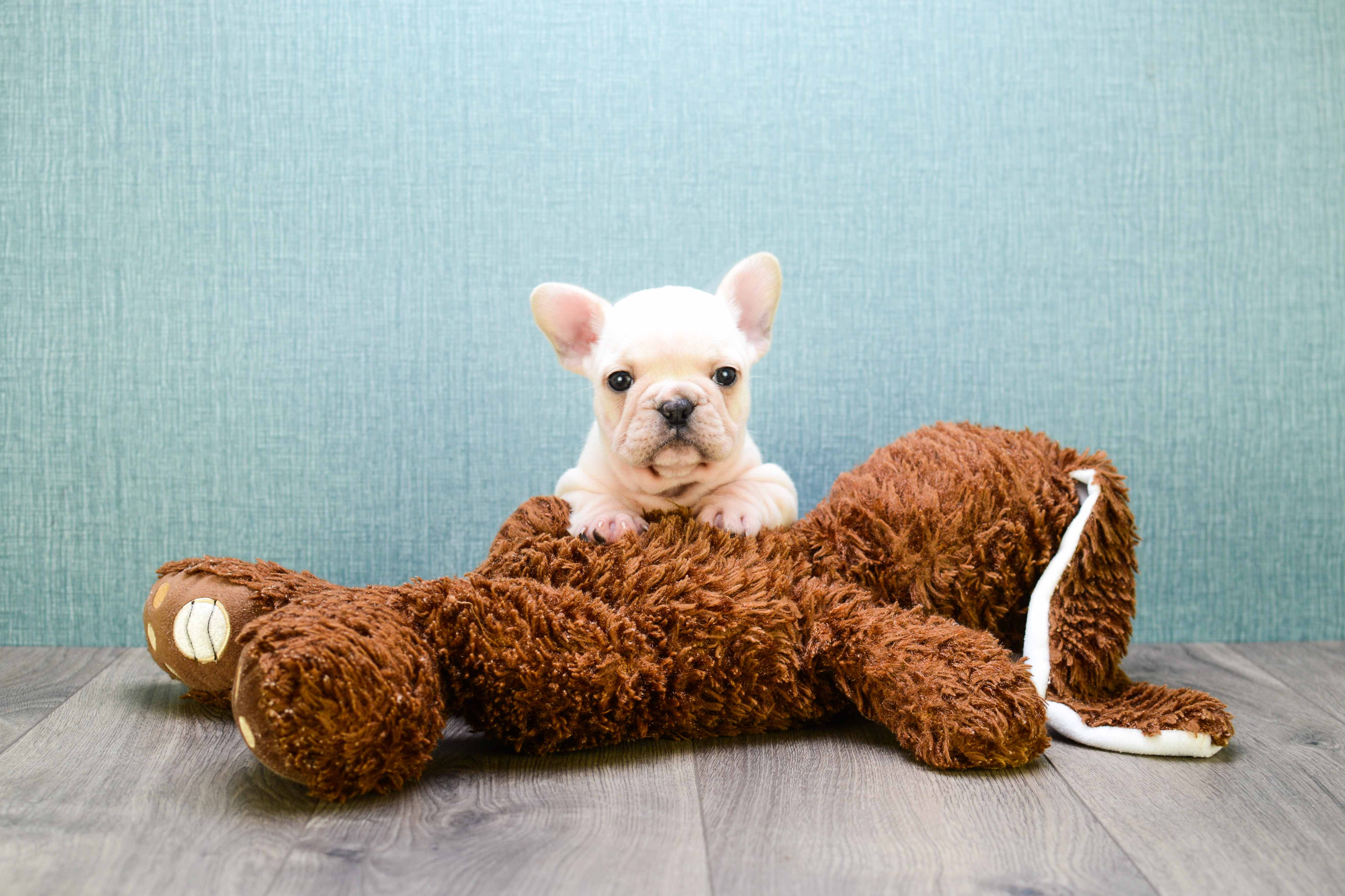 French Bulldog Puppy for Adoption