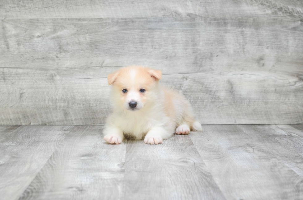 Pomsky Puppy for Adoption