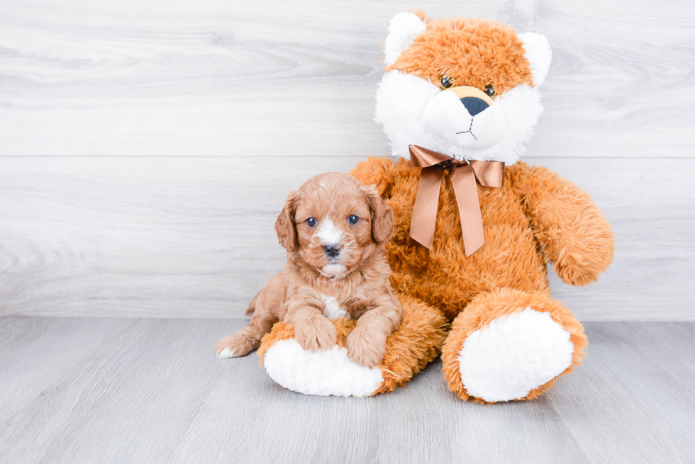 Cavapoo Pup Being Cute