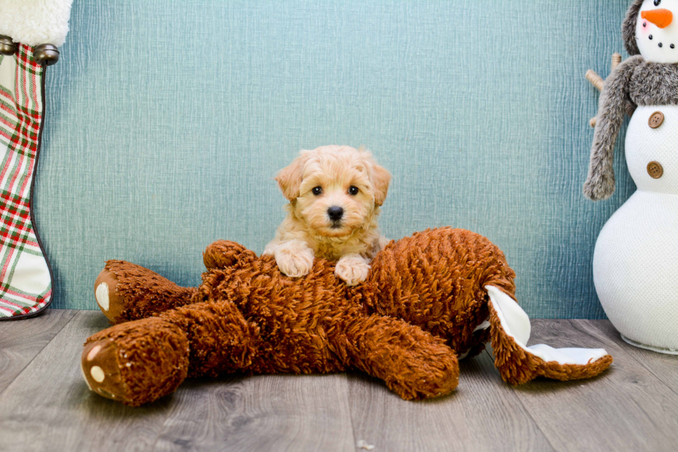 Best Maltipoo Baby