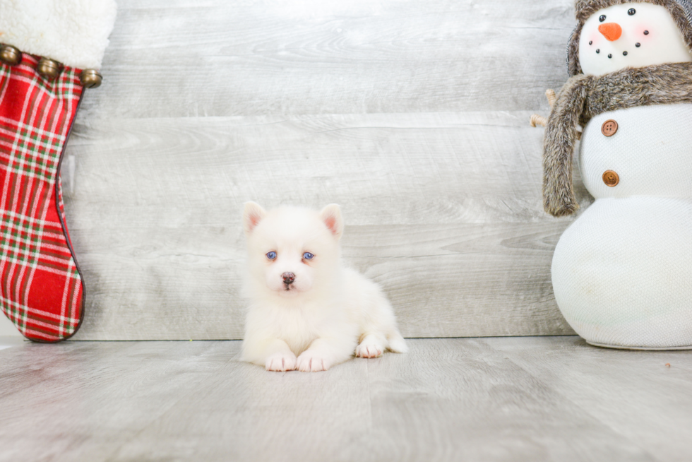 Pomsky Puppy for Adoption