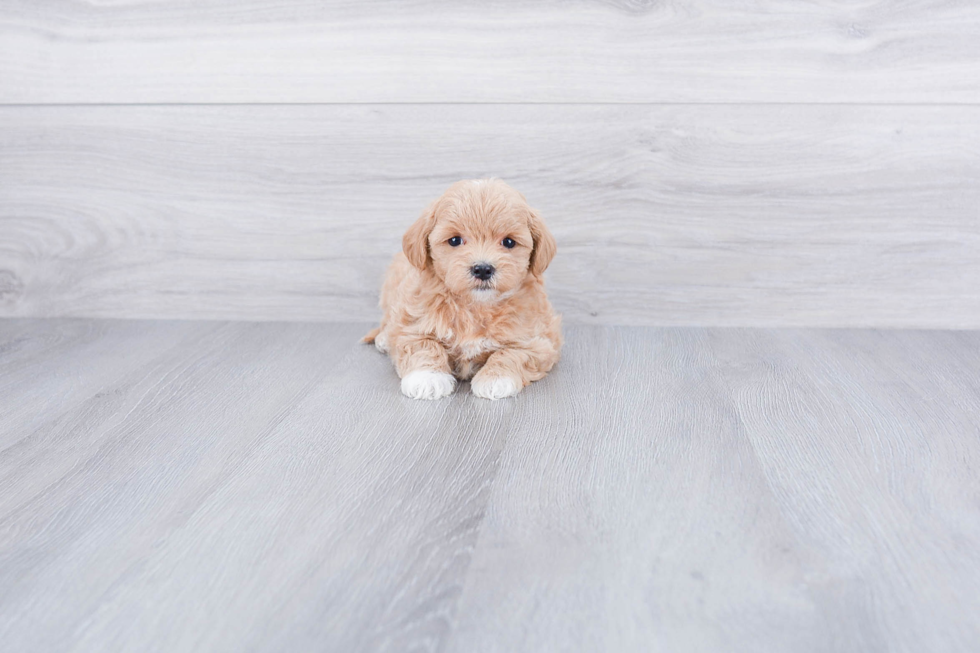 Best Maltipoo Baby