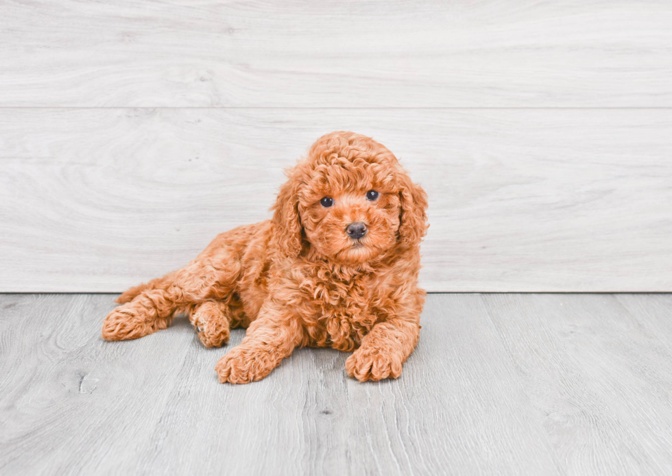 Playful Golden Retriever Poodle Mix Puppy