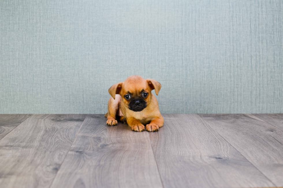 Brussels Griffon Puppy for Adoption