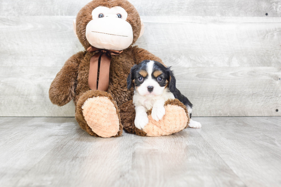 Cavalier King Charles Spaniel Pup Being Cute