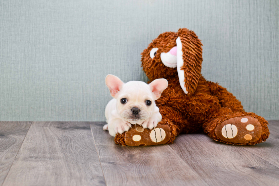 Hypoallergenic French Bulldog Baby