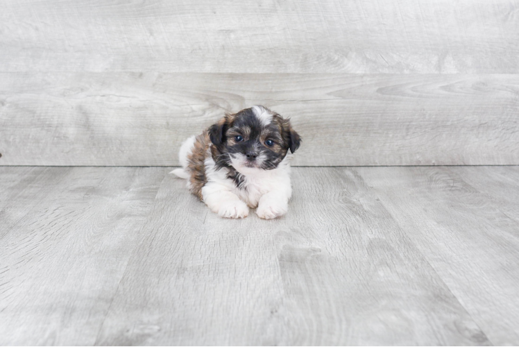 Teddy Bear Pup Being Cute