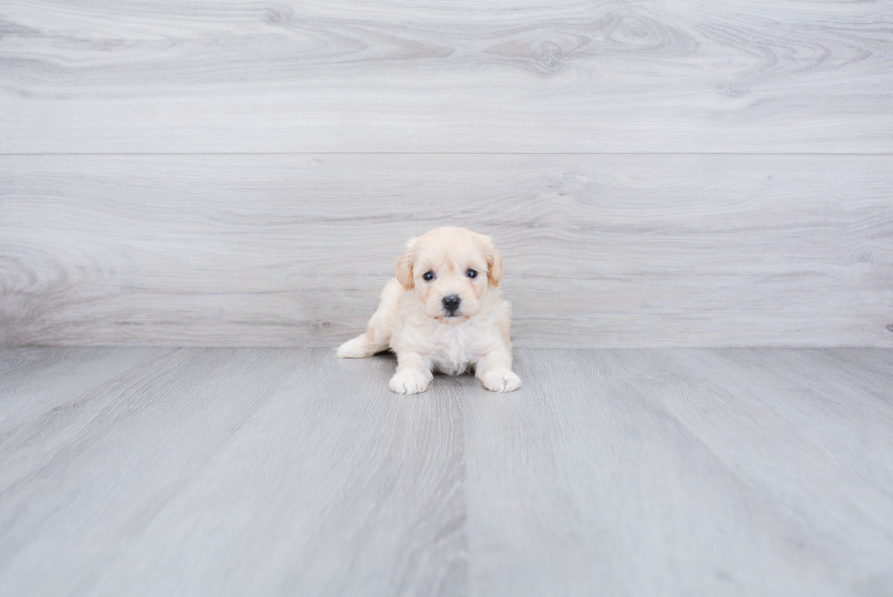 Maltipoo Pup Being Cute