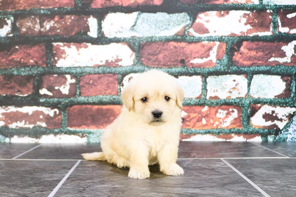 Little Golden Retriever Poodle Mix Puppy