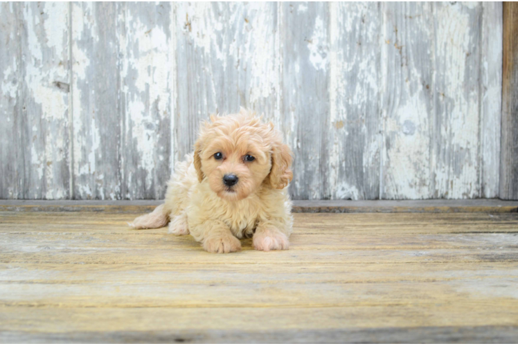 Fluffy Cavapoo Poodle Mix Pup