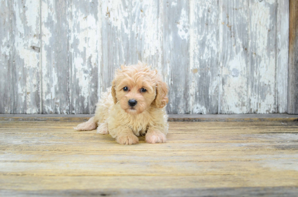 Fluffy Cavapoo Poodle Mix Pup