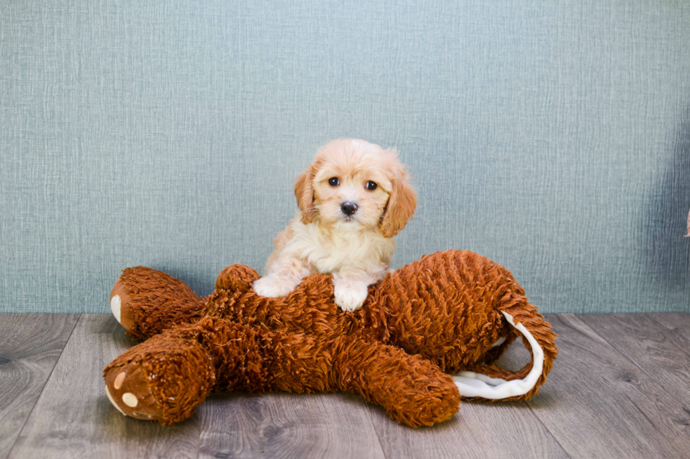 Cavachon Pup Being Cute