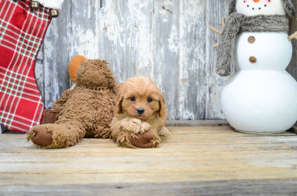 Cute Cavapoo Baby