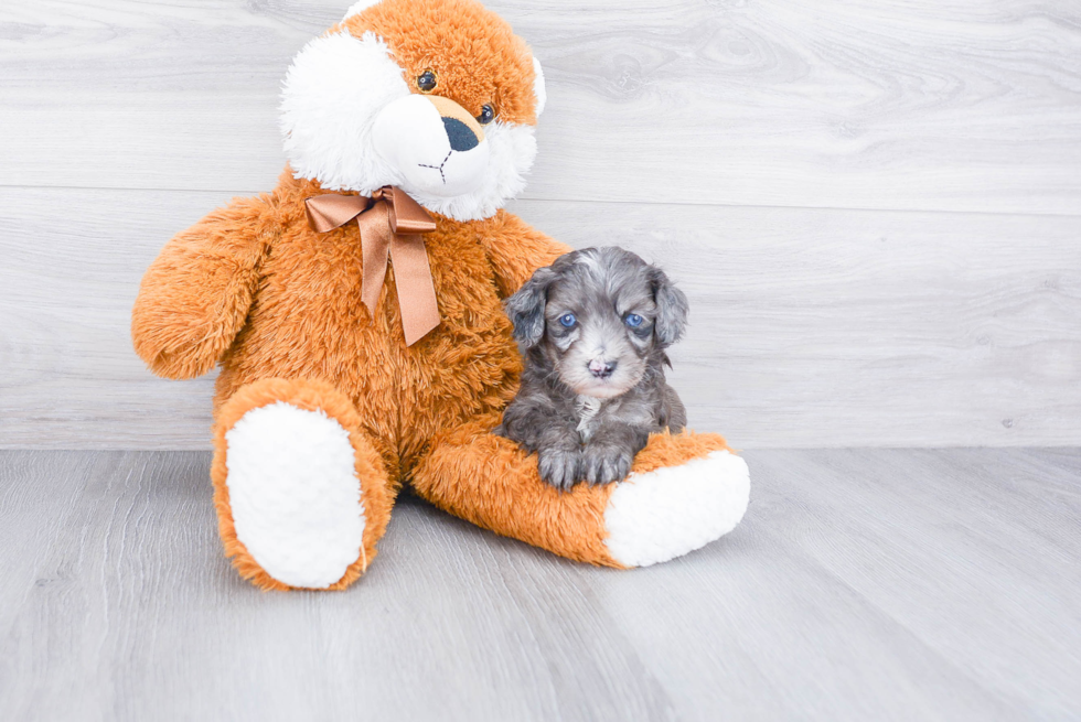 Funny Mini Aussiedoodle Poodle Mix Pup