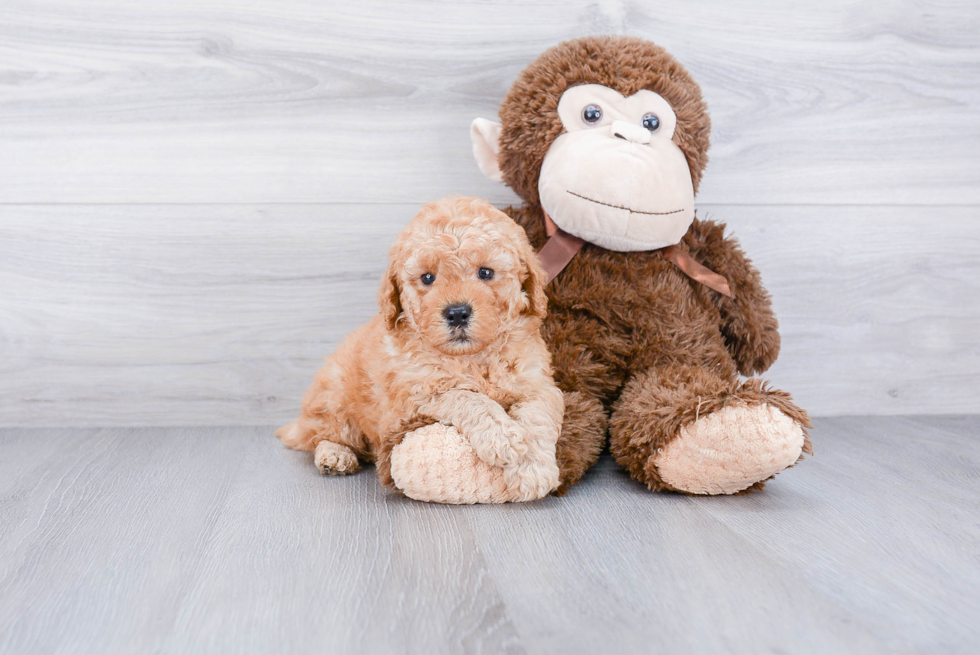 Best Mini Goldendoodle Baby