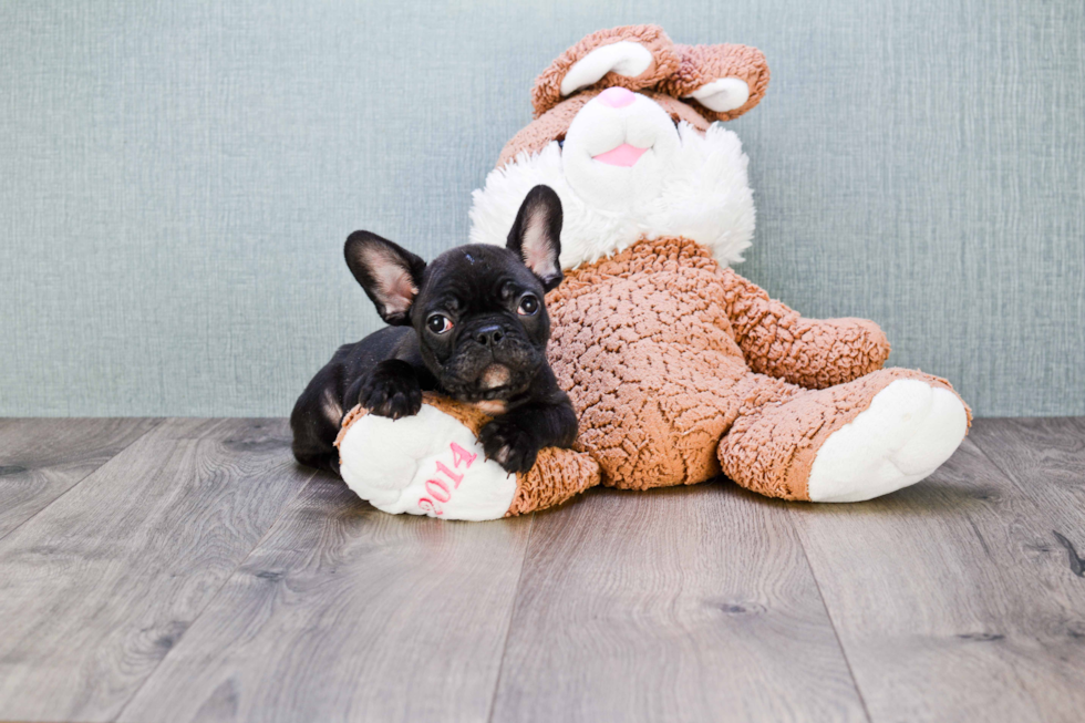 Fluffy Frenchie Purebred Puppy