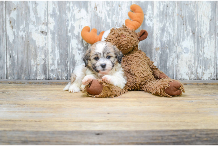 Teddy Bear Puppy for Adoption