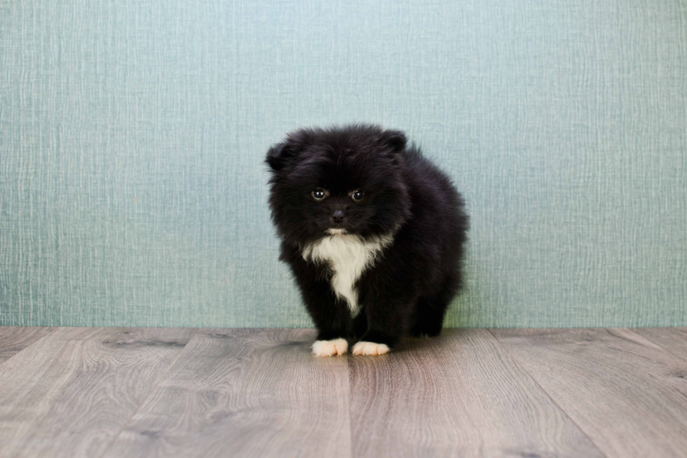 Playful Pomeranian Purebred Pup