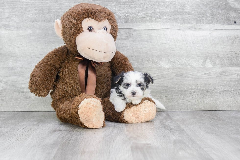 Morkie Pup Being Cute