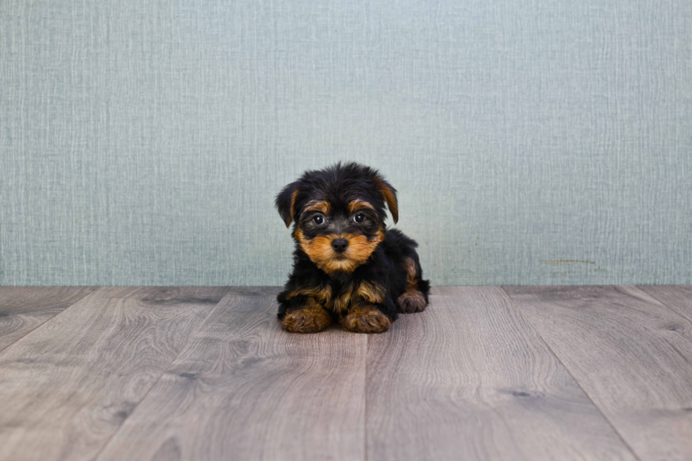 Meet Bella - our Yorkshire Terrier Puppy Photo 