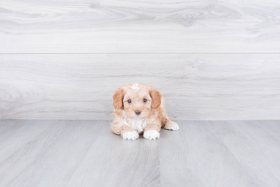 Petite Cavapoo Poodle Mix Pup