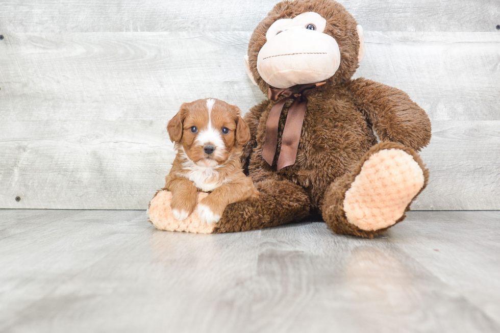 Cavapoo Puppy for Adoption