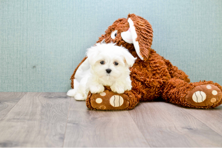 Little Maltese Purebred Pup