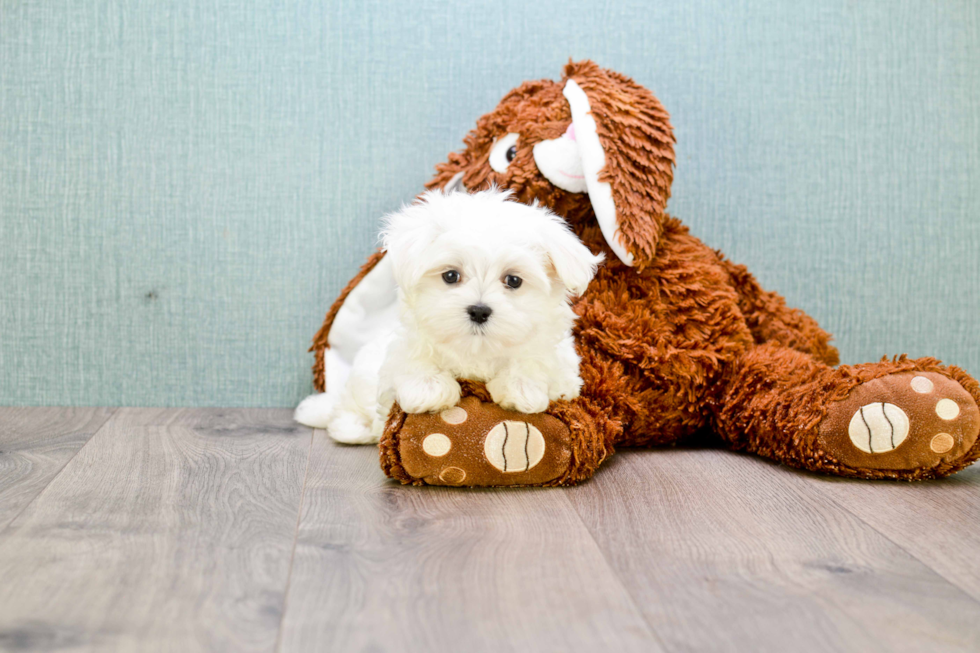 Little Maltese Purebred Pup