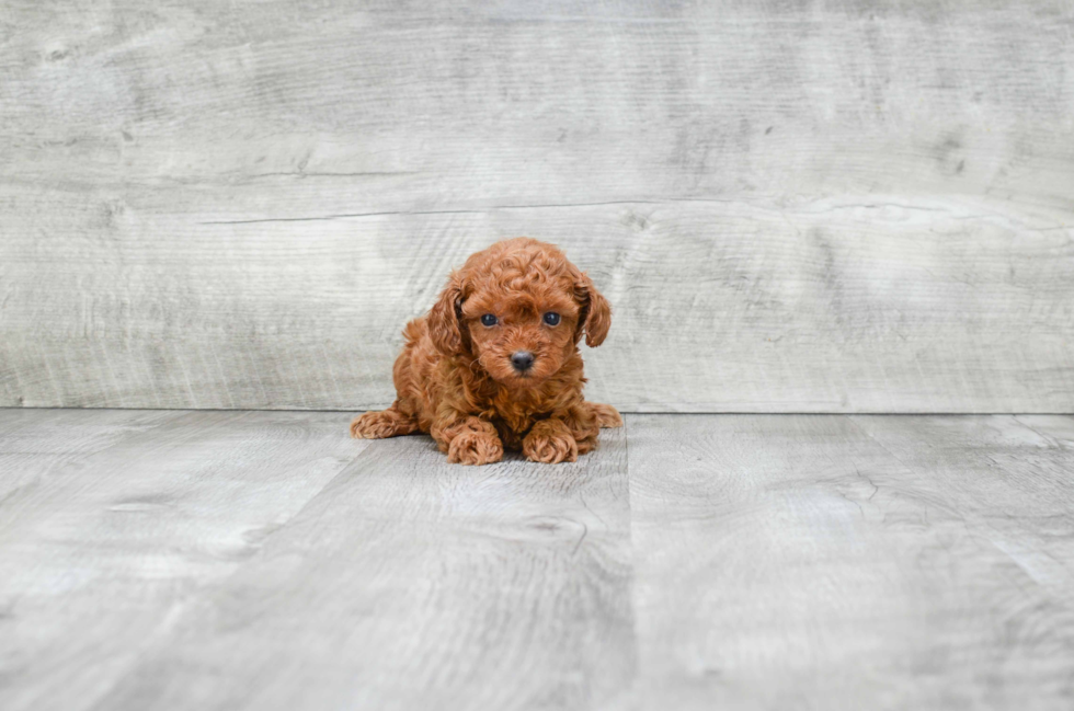 Poodle Puppy for Adoption