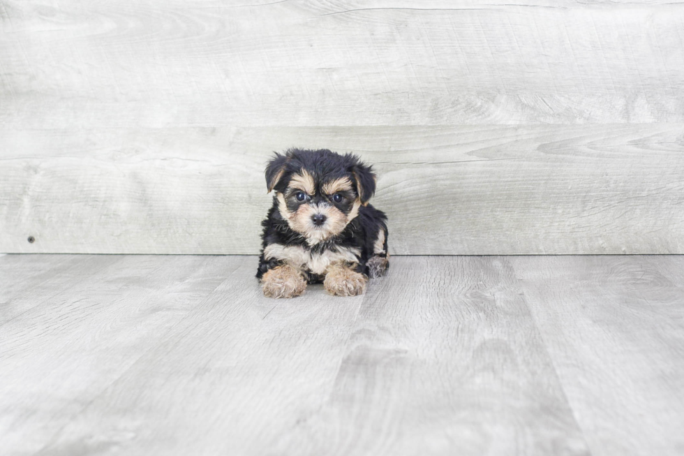 Morkie Pup Being Cute