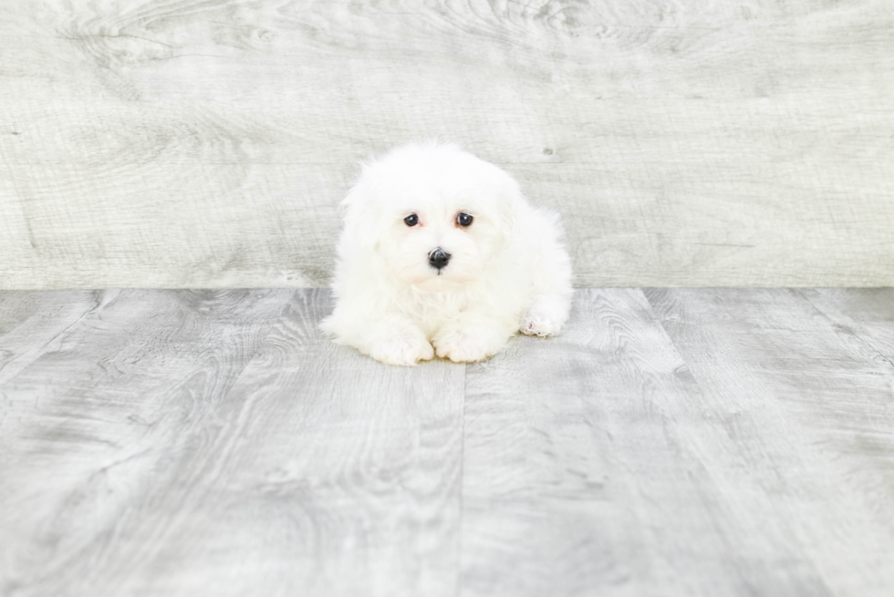 Maltese Puppy for Adoption