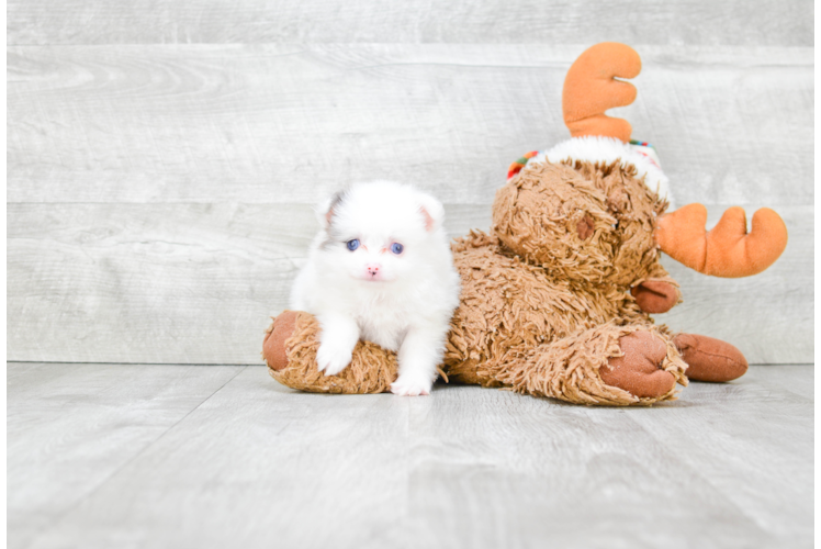 Little Pomeranian Purebred Pup