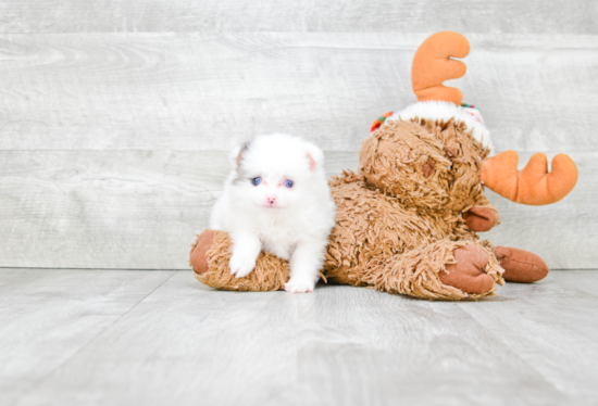 Little Pomeranian Purebred Pup